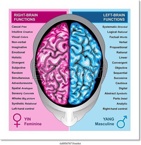 Freeart Fa8956767 In 2020 Human Brain Brain Facts Brain Diagram