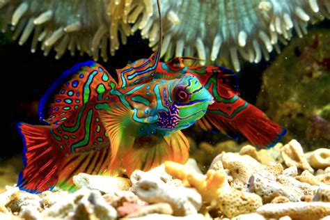 Mandarin Fish