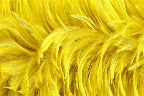 Premium Photo Beautiful Golden Yellow Bird Feathers Surface Texture