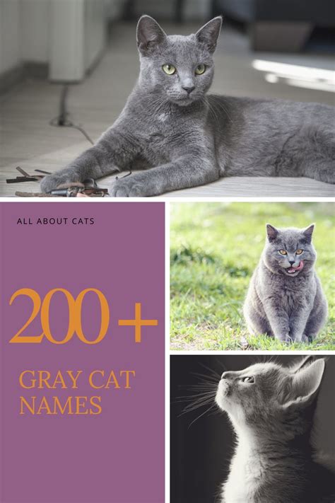 255 Best Gray Cat Names | Grey cat names, Cute cat names, Grey kitten names
