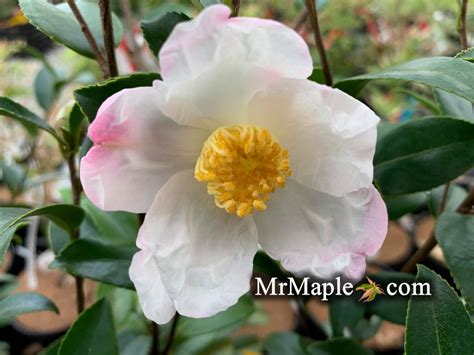 Buy Camellia X Survivor Cold Hardy Zone 6 White Flowering Camellia
