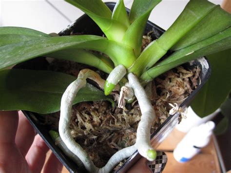 How to Recognize Orchid Roots and Orchid Spikes, Part Deux: Photos! | Orchid roots, Orchid plant ...
