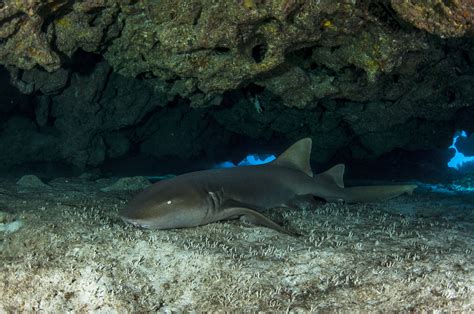 Scuba Diving In Sleeping Sharks Cave Mexico Dive Site