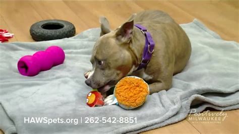 Meet our Pawsitively Milwaukee Pet of the Week: Deb!