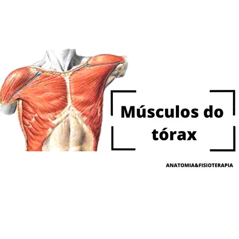 Musculo Transverso Do Torax MODISEDU