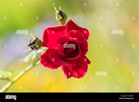 Beautiful Red Rose Close Up Stock Photo Alamy