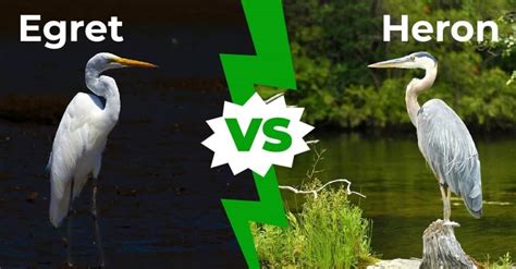 Herons Vs Egrets Whats The Difference Az Animals