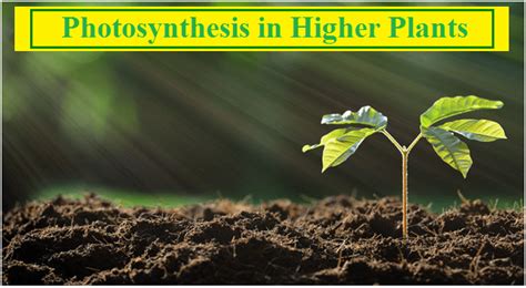 Ncert Ch Photosynthesis In Higher Plants Class Xi Plant Physiology My