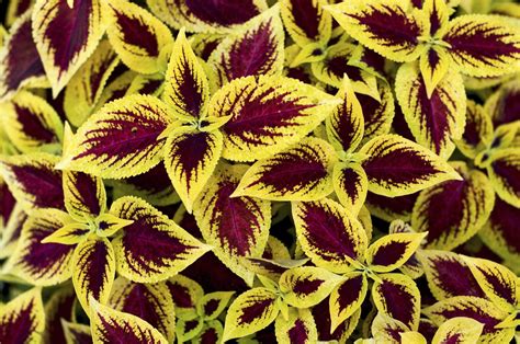 The ultimate foliage plant for shade, hostas offer versatility, durability and a seemingly limitless variety of forms, sizes and shades of green. Plants That Have Yellow Gold Leaves - Tips On Using Yellow ...