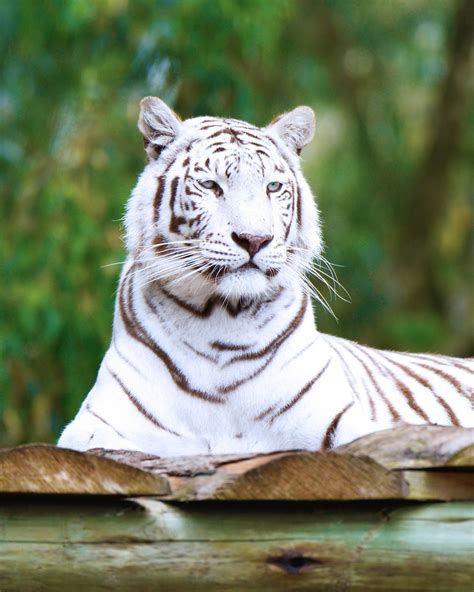 Weisser Tiger Südafrika Seaview Kostenloses Foto Auf Pixabay