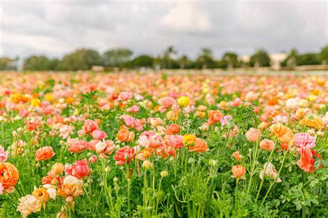 This California Flower Field Will Be The Most Instagrammable Travel