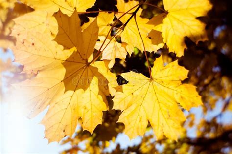 Autumn Maple Leaves Stock Image Image Of Golden Sunlight 34456655