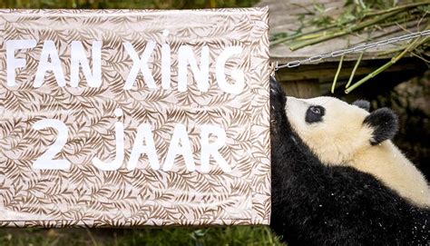 Panda Boy Fan Xing In The Dutch Ouwehands Zoo Turns 2 Years Old Cgtn