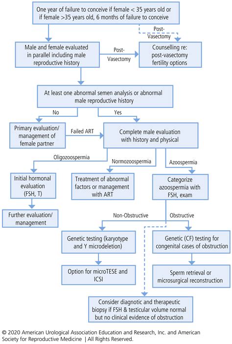 Diagnosis And Treatment Of Infertility In Men Auaasrm Guideline Part