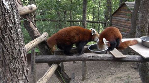 Shifumi Le Bébé Panda Roux Du Parc Animalier Dauvergne Se Porte Bien
