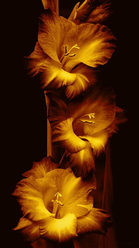 Gladiola Flowers Evening Golden Light Photograph By Jennie Marie Schell