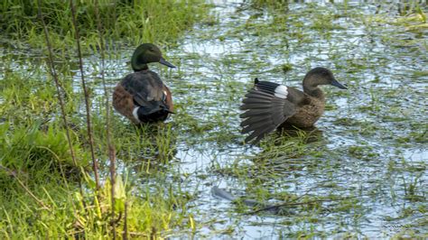 Chestnut Teal Duck Lyntons Images