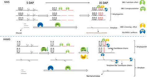 Simplified Biosynthesis Model Of Nms And Hams During Endosperm