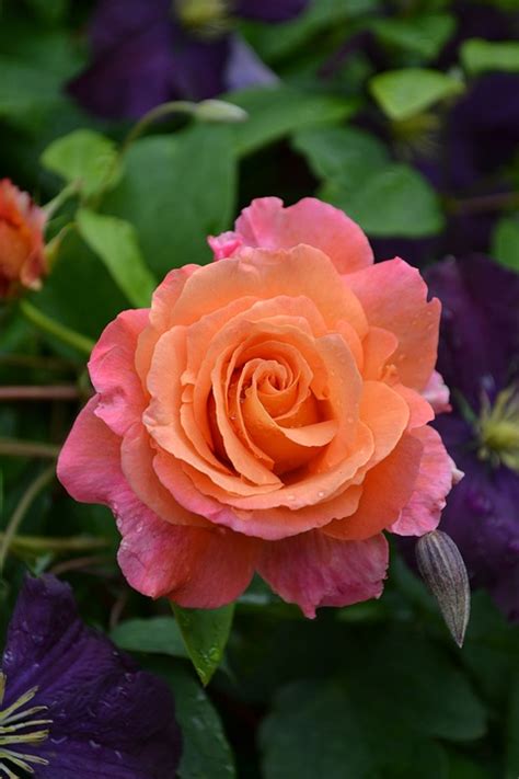 Rose Flower Pink Free Photo On Pixabay