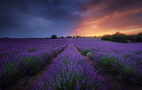 Lavender Hd Field Sunset Purple Flower Hd Wallpaper Rare Gallery