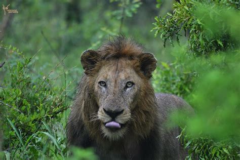 Lion Sighting In The Kruger National Park Safari Photography Kruger