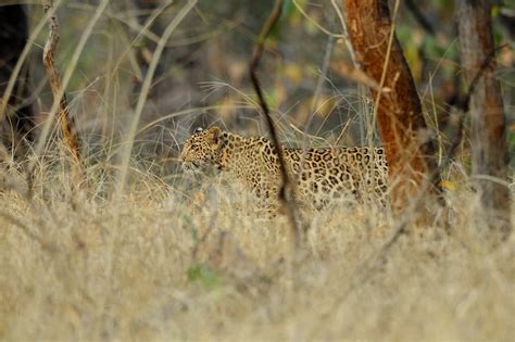 Pench Wildlife Tour Kipling Country Private Guided Safaris