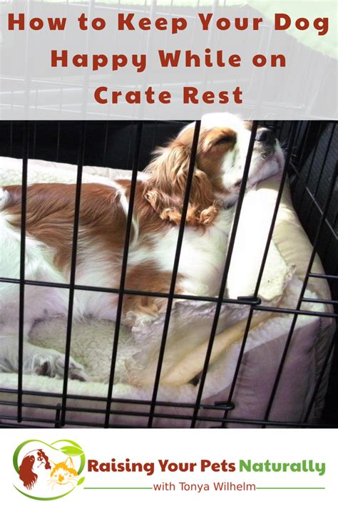 Get free reddit crate training now and use reddit crate training immediately to get % off or $ off or free shipping. How to Keep Your Dog Happy While on Crate Rest | Dog Crate ...
