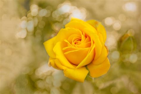 Premium Photo Beautiful Blooming Yellow Rose Flower Over Natural Light