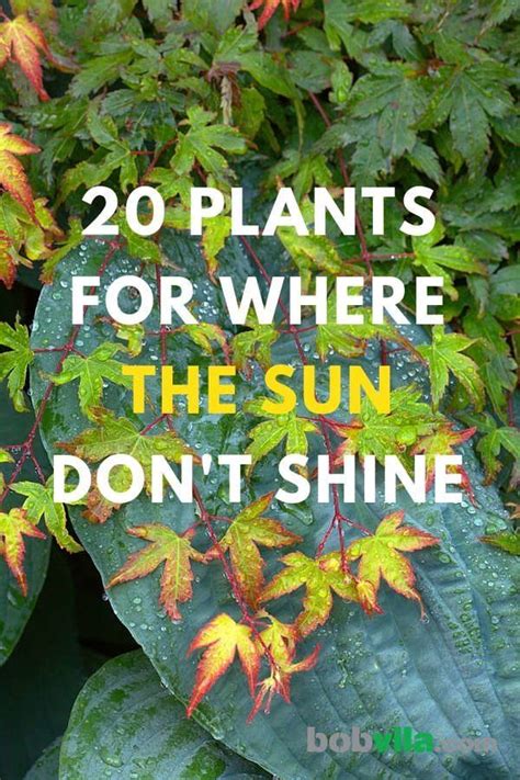 20 Plants For Where The Sun Dont Shine Shade Plants Plants Under