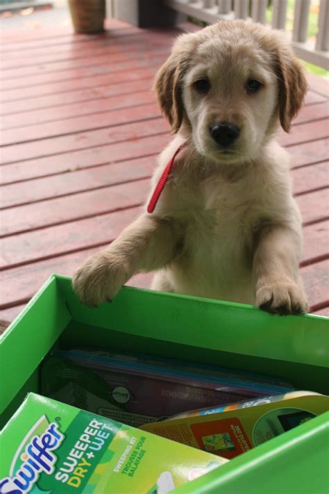 But you never ever want to let puppy out of the crate when he is whining, crying or barking. How to Keep Your House Clean with Dogs - Clean and Scentsible