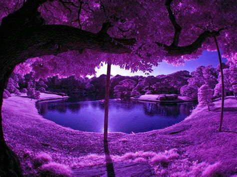A Purple Paradise Scenery All Things Purple Beautiful Nature