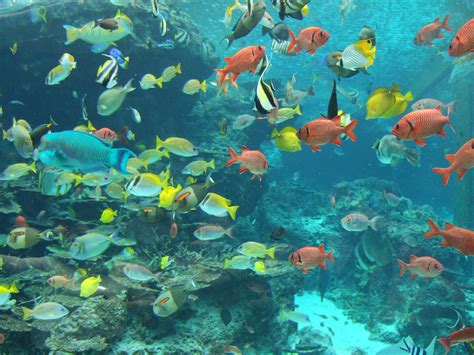 Filefish In Okinawa Churaumi Aquarium