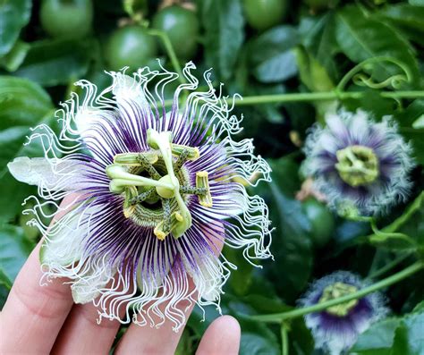 Pation Fruit Flower Passionfruit Flowers High Resolution Stock