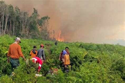Kebakaran Hutan Dan Lahan Di Pesisir Selatan Capai Hektar