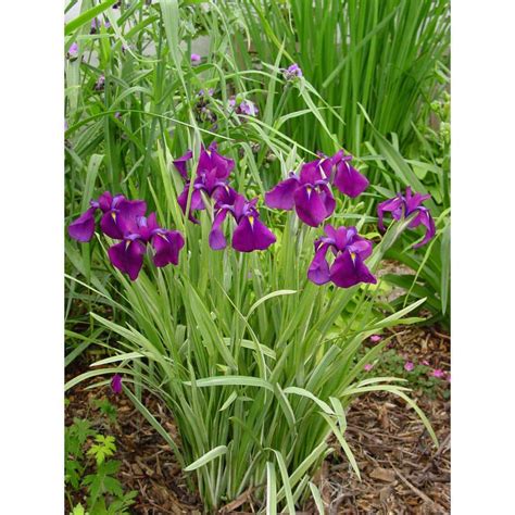 Variegated Japanese Water Iris Iris Ensata Variegata Live Plant 16133