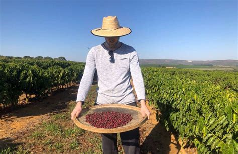 From Tree To Cup Coffee Cultivation In The Brazilian Cerrado Mineiro