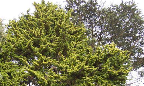 The parent species, cupressus macrocarpa, is native to the central coast of california. Monterey Cypress, Lemon Cypress Cupressus macrocarpa ...