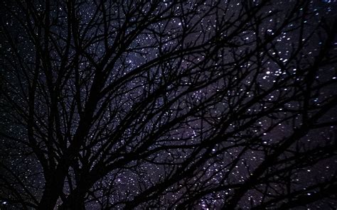 Download Wallpaper 1680x1050 Tree Starry Sky Dark Night Widescreen