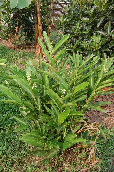 Suria Helang Lui Edible Landscape Lengkuas Kecil