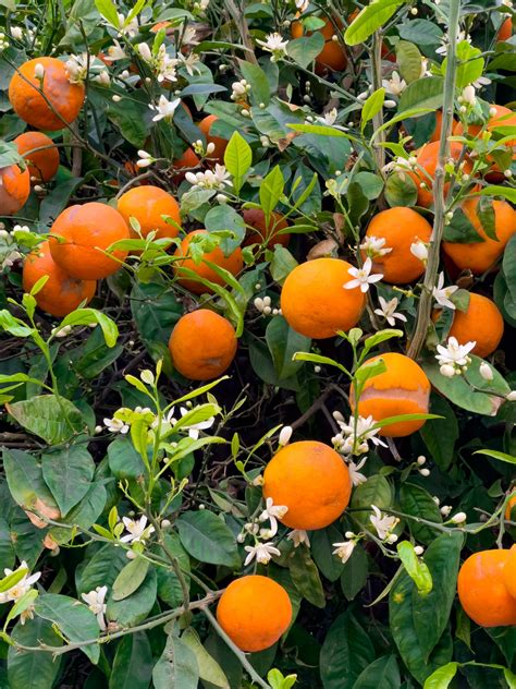 Orange Tree Blooming Free Stock Photo Public Domain Pictures