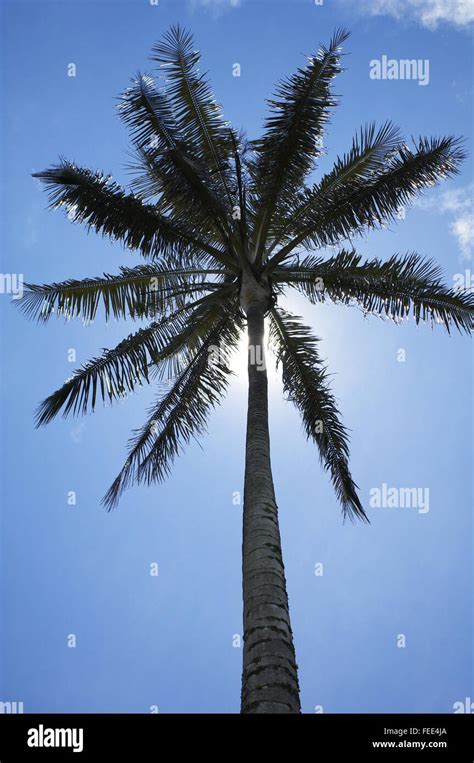 Wax Palm Tree Of Colombia Stock Photo Alamy