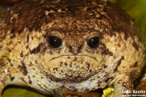 Cape Rain Frog Breviceps Gibbosus Next Gen Herpetologist