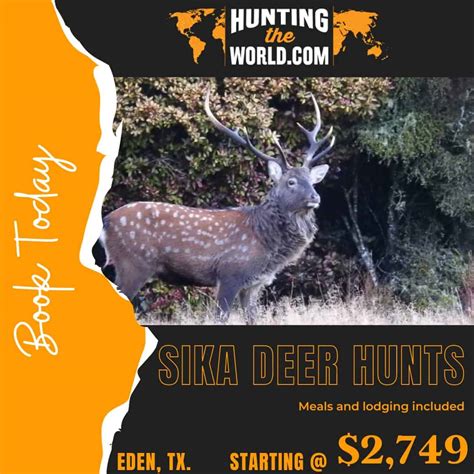 Texas Sika Deer Hunt 1 Hunter 1 Ph Hunting The World
