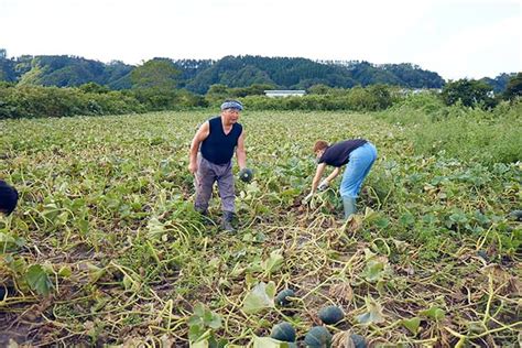 Connect With Locals While Experiencing Rural Life In Yakumo Hokkaido