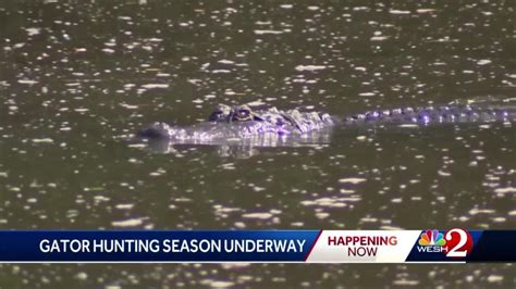 Florida Alligator Hunting Season Begins What To Know Video