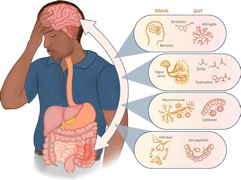 The Rootcause Doctor On Twitter Gut Microbiota Communicates With The