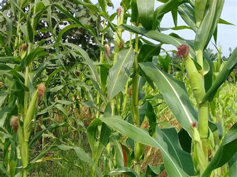 We did not find results for: PEMUPUKAN BERIMBANG PADA TANAMAN JAGUNG