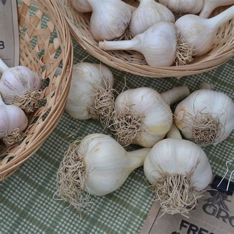 Garlic Bulb Shop We Grow Llc