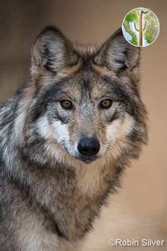 Mexican Grey Wolf Wild Sonora