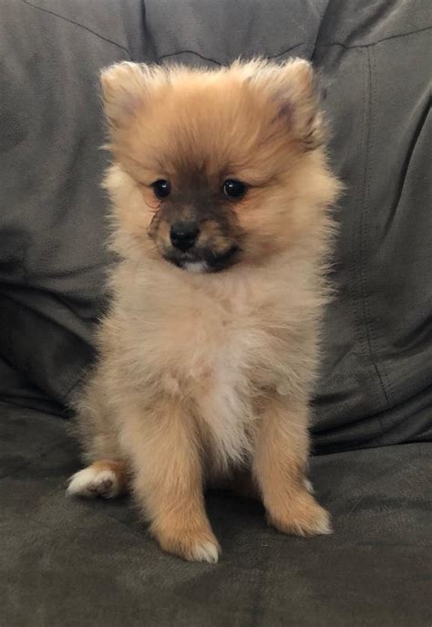 Pomeranian Puppies For Sale In Caerphilly Gumtree